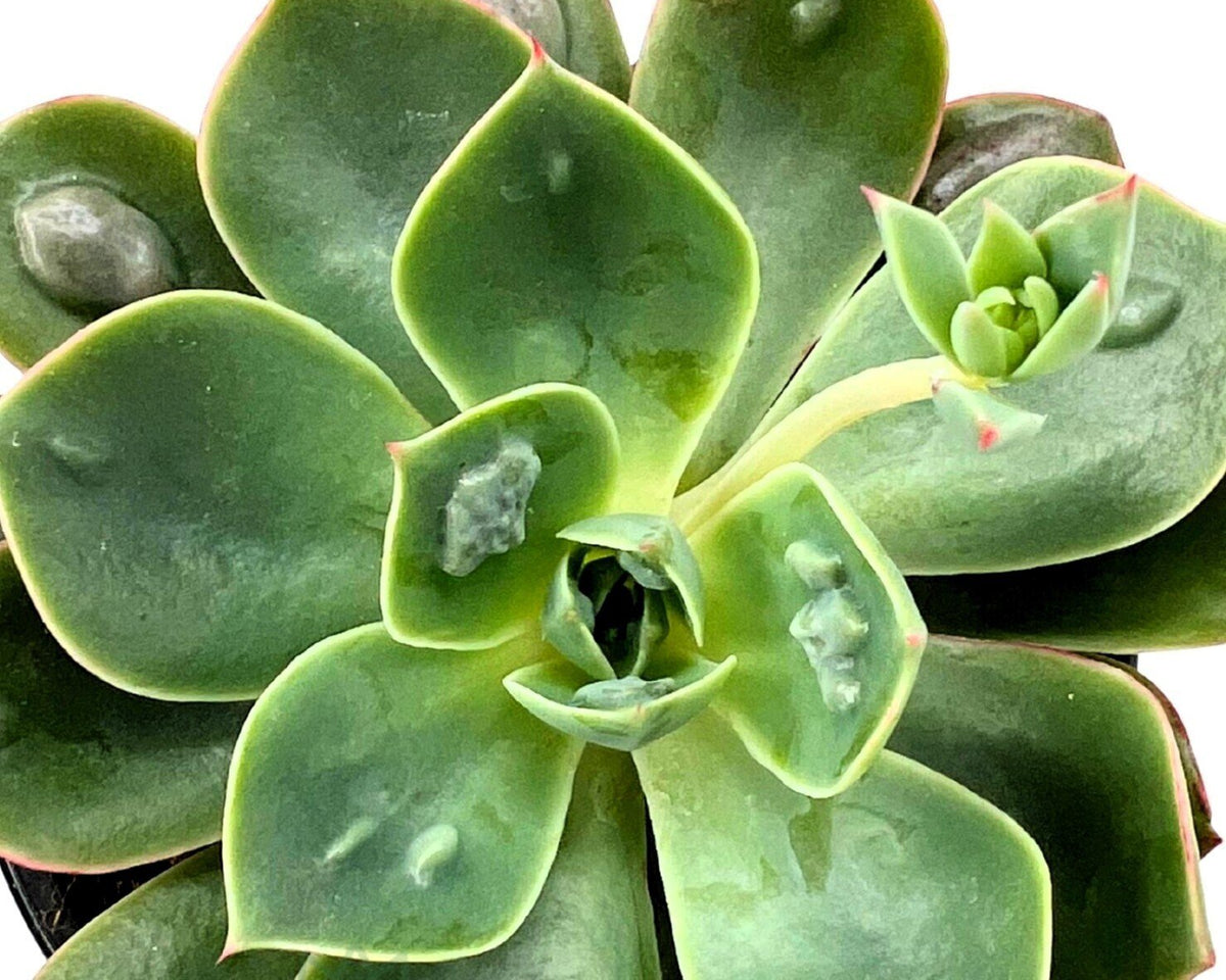 Echeveria ‘Raindrops’ (echeveria gotas de lluvia)