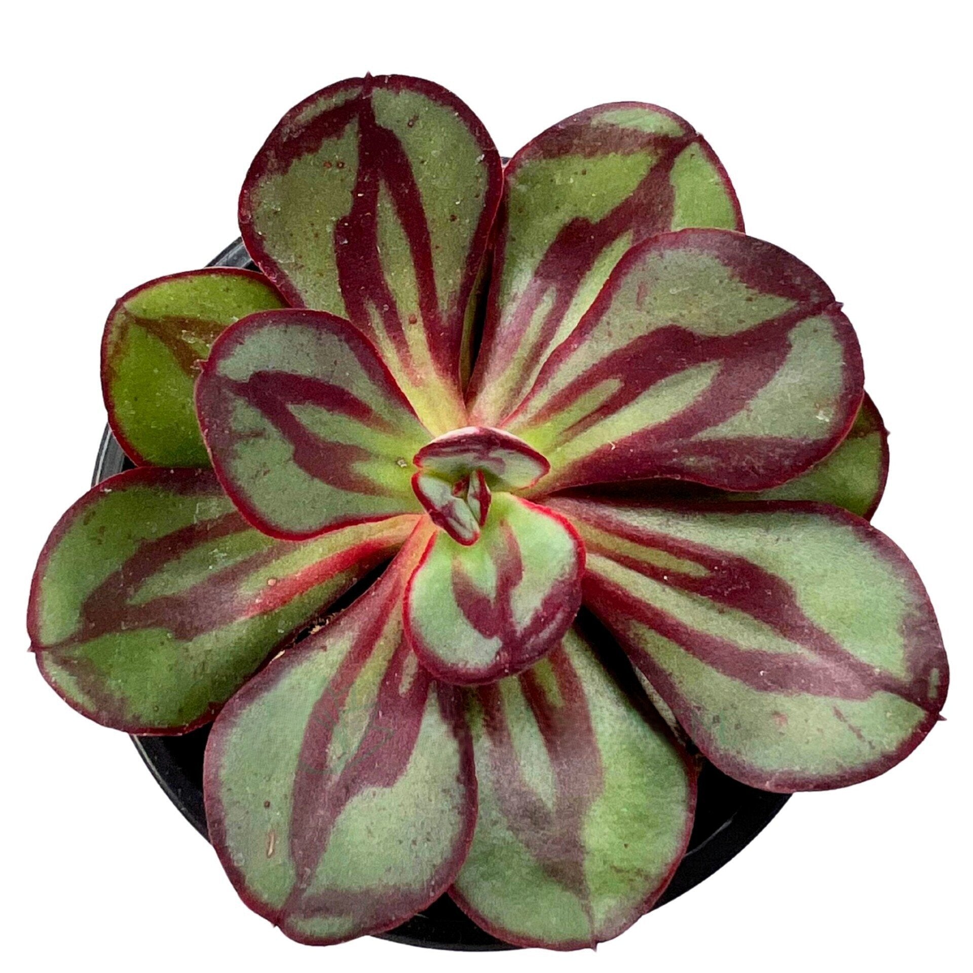 Echeveria nodulosa (echeveria de folhas pintadas)