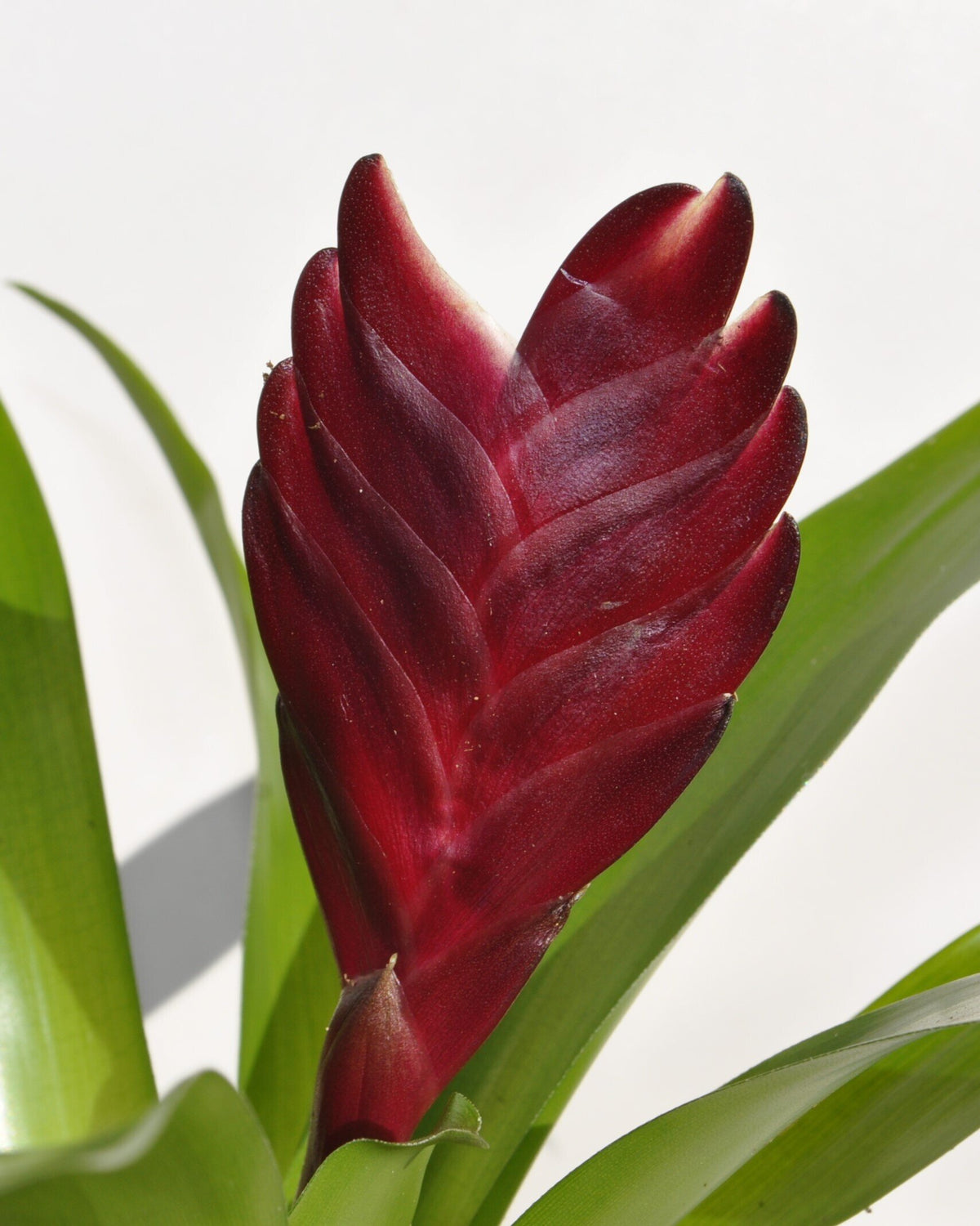 Vriesea 'Cathy' (mini) [en flor]