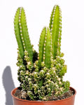 Cereus peruvianus ("catos antirradiação")