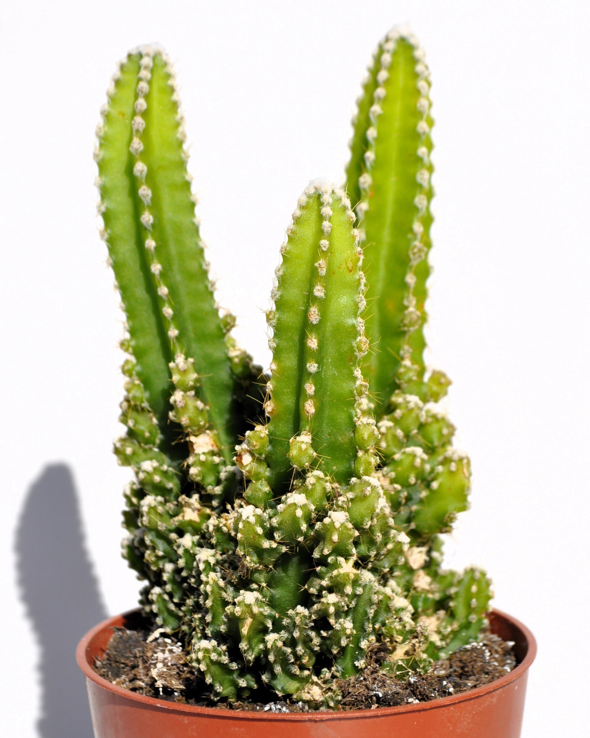 Cereus peruvianus ("catos antirradiação")