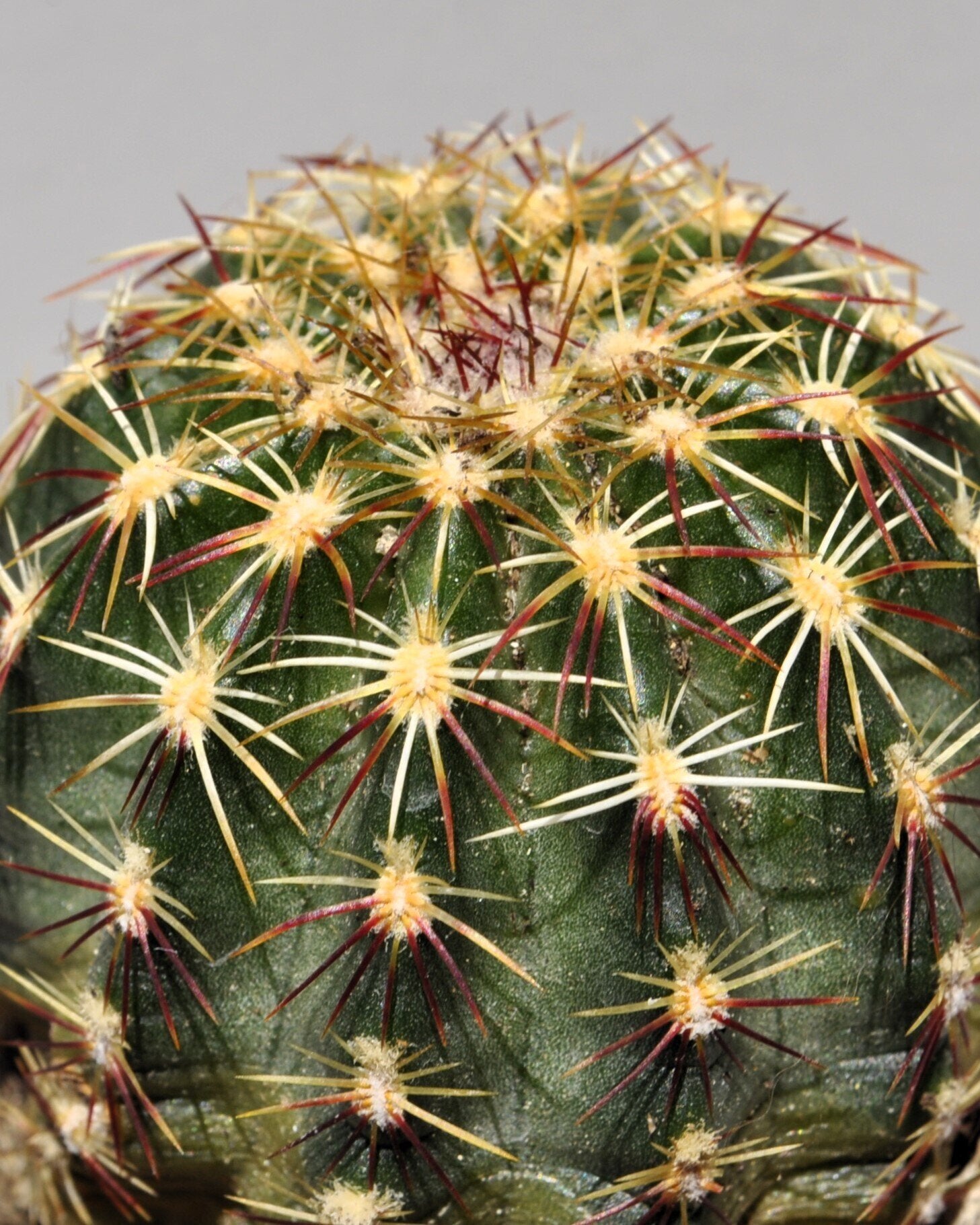 Echinocereus viridiflorus M 5.5 (cato-ouriço verde)