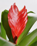 Vriesea 'Christiane' (mini) [en flor]