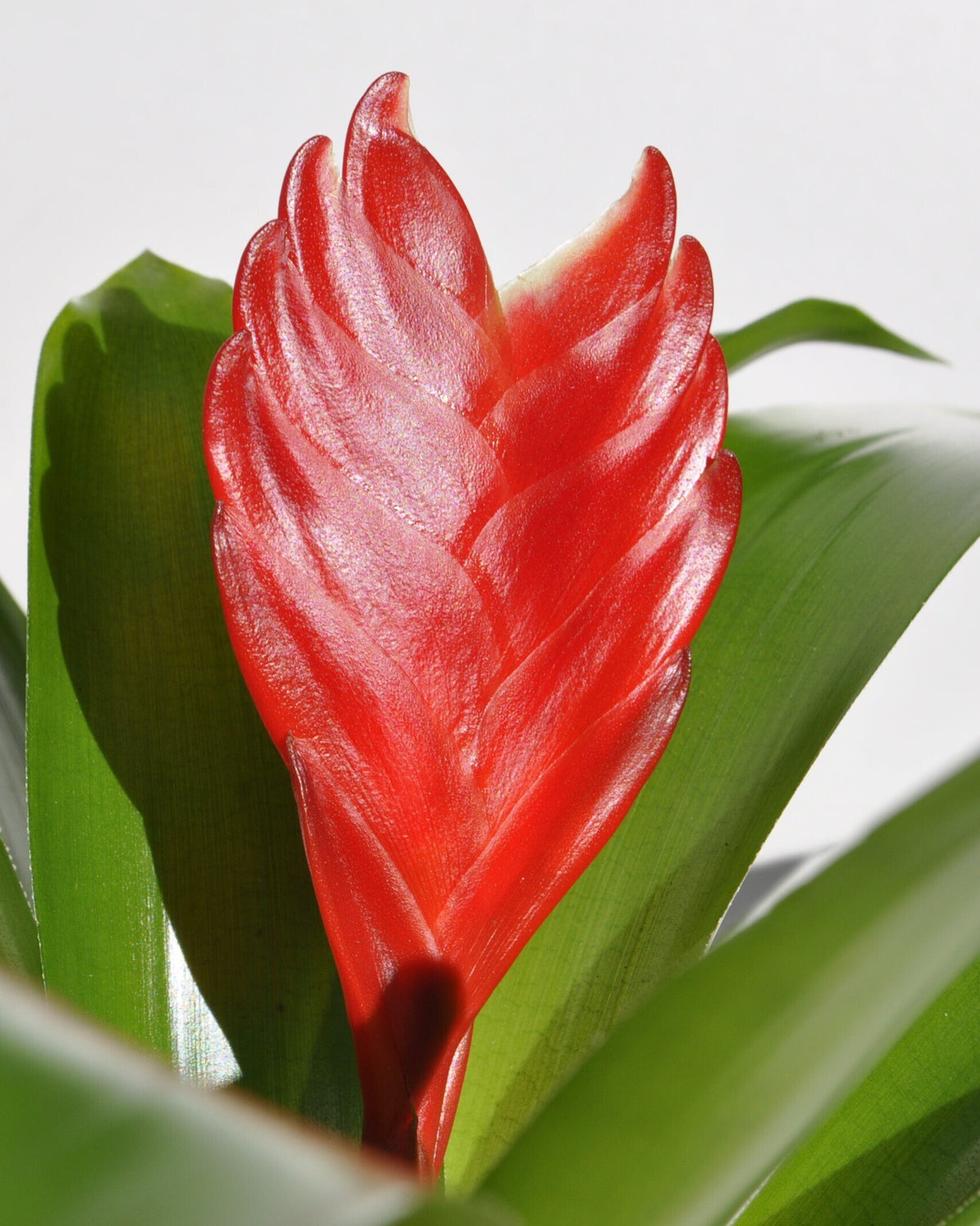 Vriesea 'Christiane' (mini) [en flor]