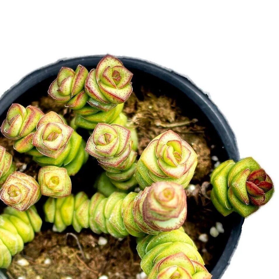 Crassula marnieriana (colar-de-jade, pagode-chinês)