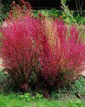 Bassia scoparia [= Kochia trichophylla] (ciprés de verano)- Semillas