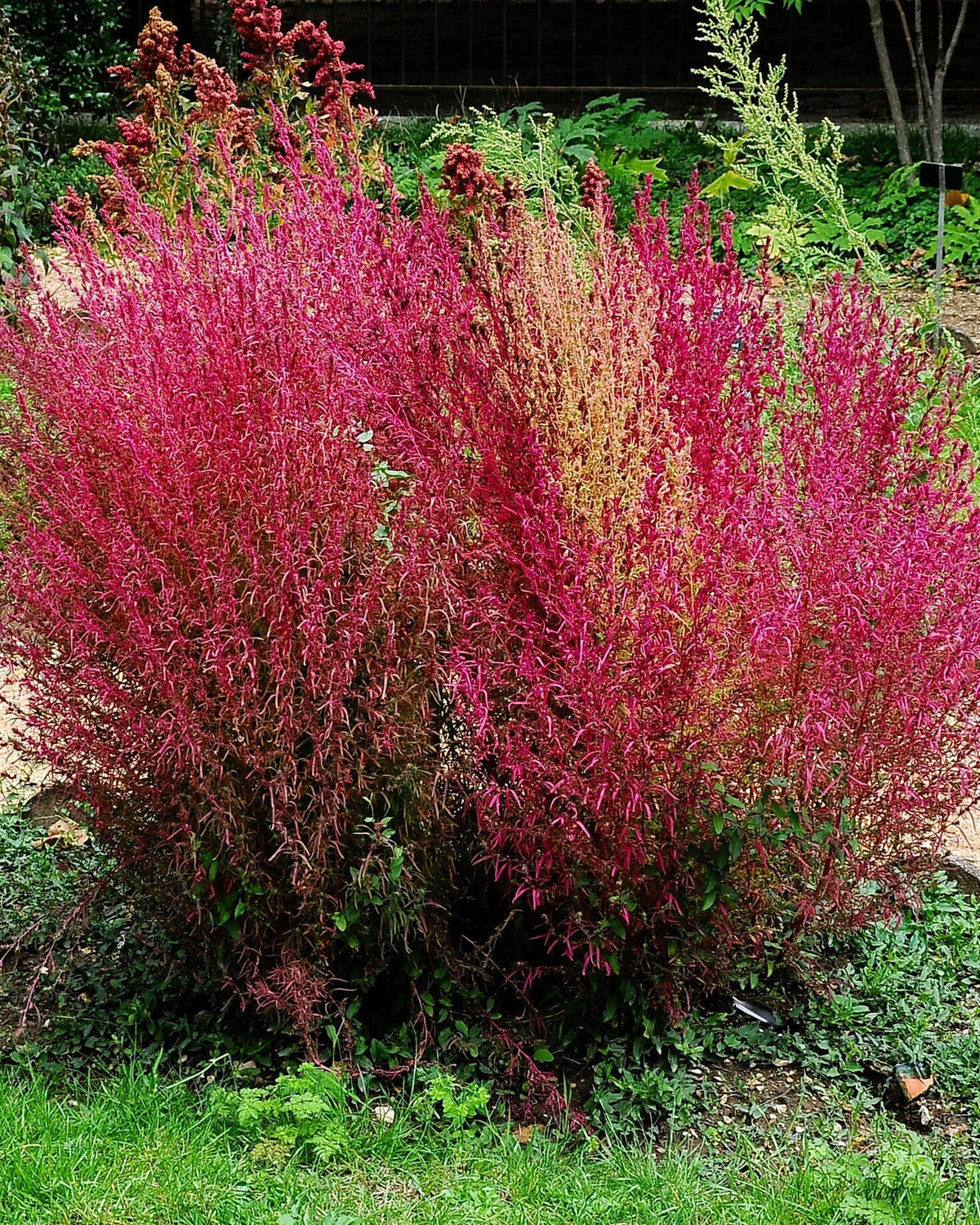 Bassia scoparia [= Kochia trichophylla] (ciprés de verano)- Semillas