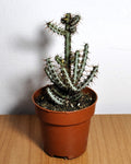 Euphorbia aeruginosa