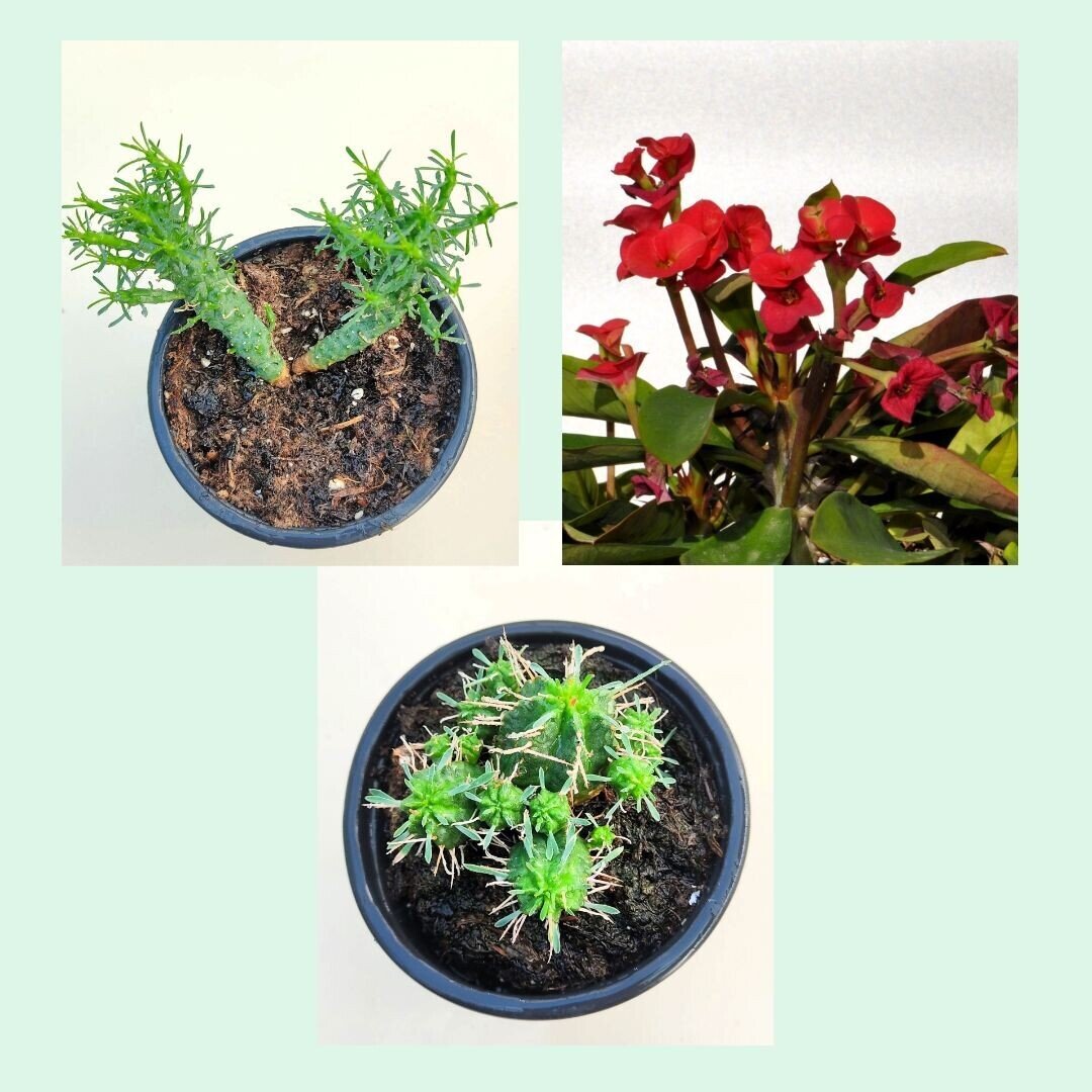 Lote Euforbias Suculentas - 3 ejemplares