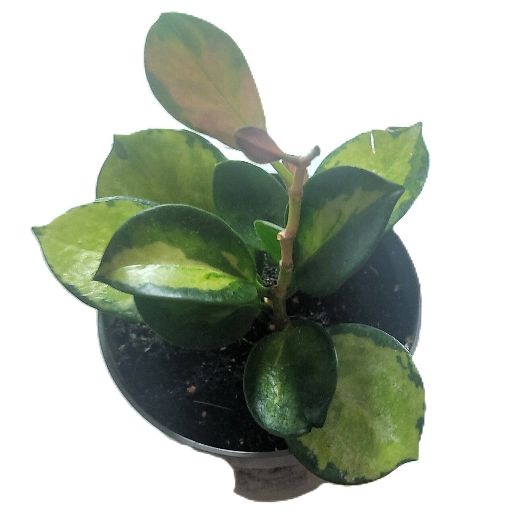 Hoya australis 'Lisa'