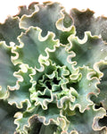 Echeveria 'Cielo'