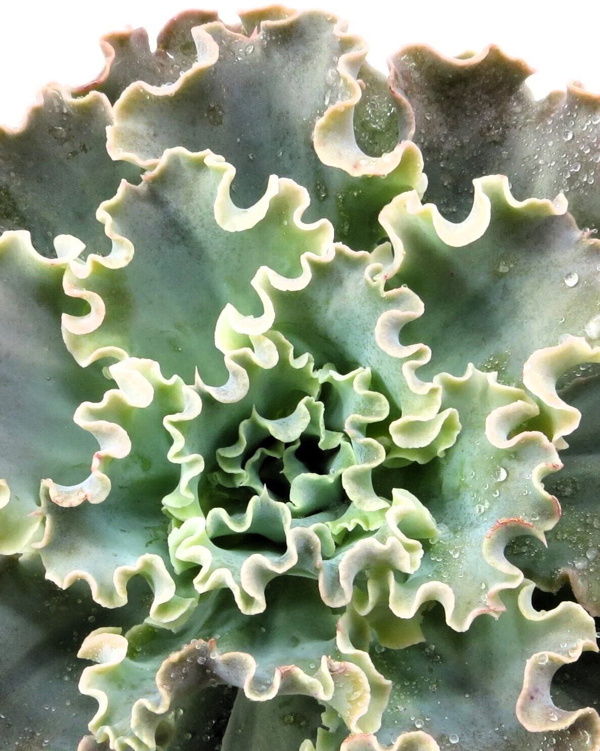 Echeveria 'Cielo'