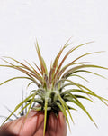 Tillandsia ionantha var. rubra