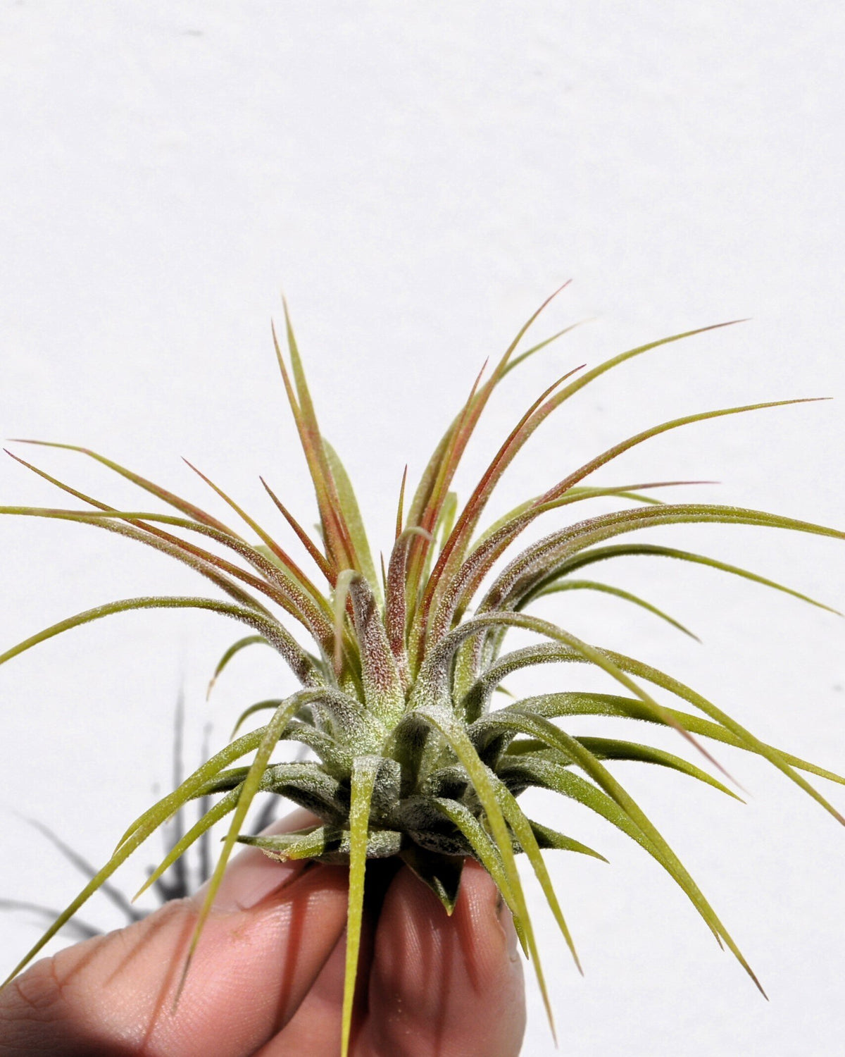 Tillandsia ionantha var. rubra