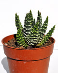 Haworthia cf. pumila (planta perla)