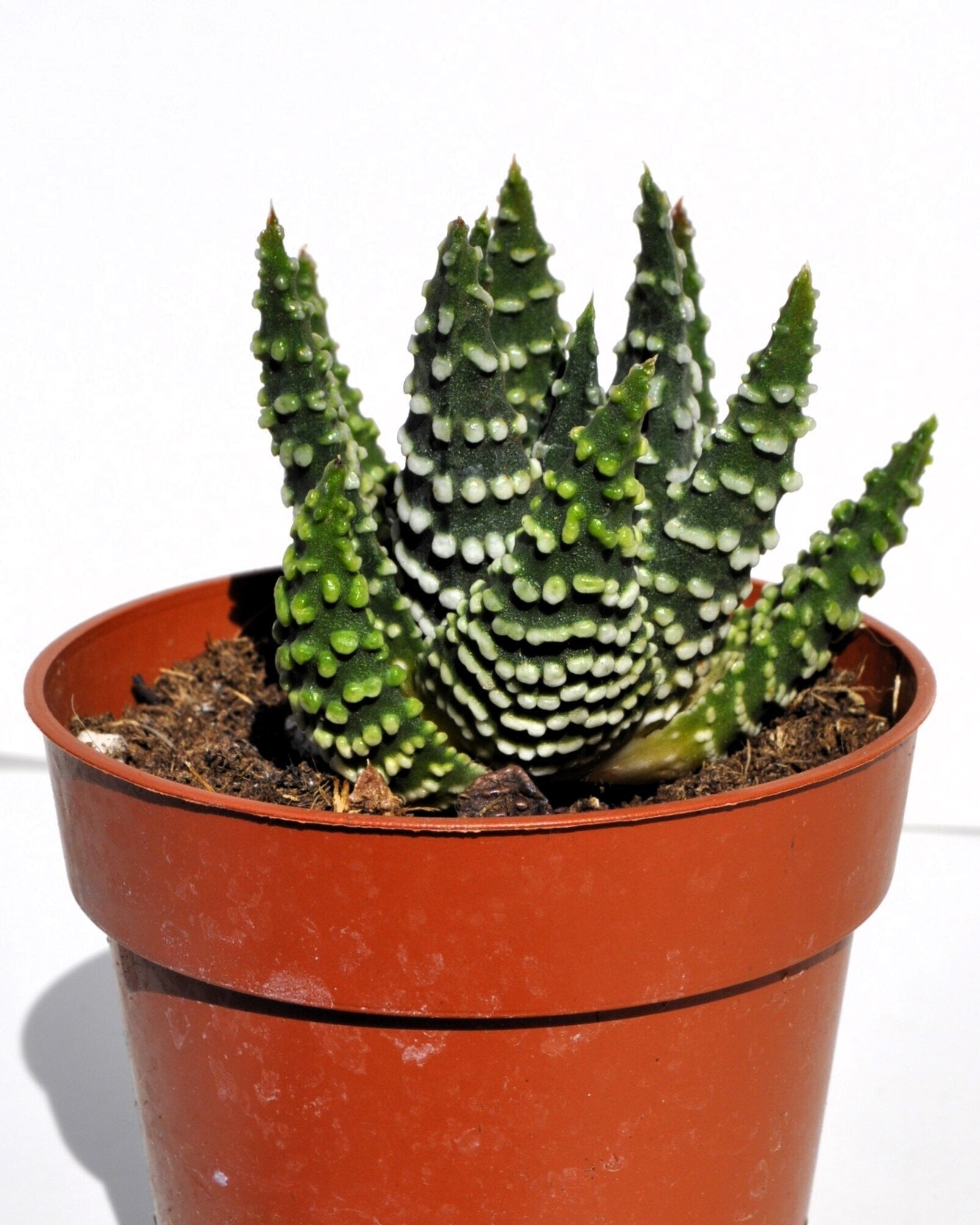 Haworthia cf. pumila (planta perla)