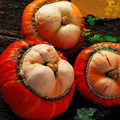 Cucurbita maxima 'Giraumon Turban' (calabaza Turbante Turco) - Semillas