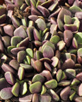 Anacampseros rufescens (rosa de arena)