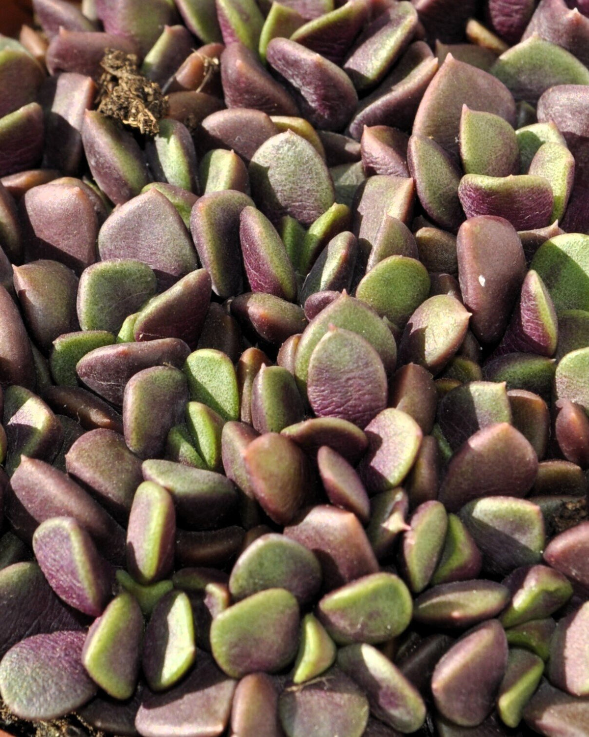 Anacampseros rufescens (rosa de arena)
