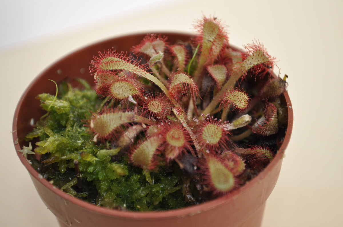 Drosera spathulata