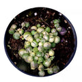 Senecio rowleyanus 'Variegata' [M10,5] (colar de pérolas variegado)