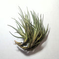 Tillandsia albertiana