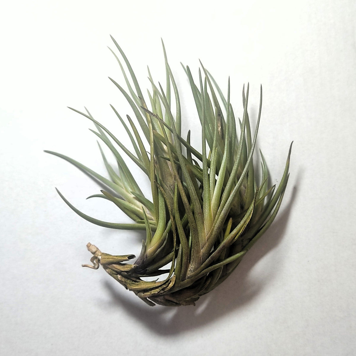 Tillandsia albertiana