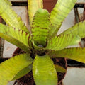 Neoregelia ampullacea 'Clone'