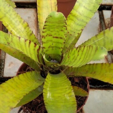 Neoregelia ampullacea 'Clone'