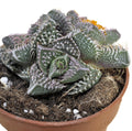Faucaria tuberculosa 'Pink Selection' (faucaria Seleção Rosa)