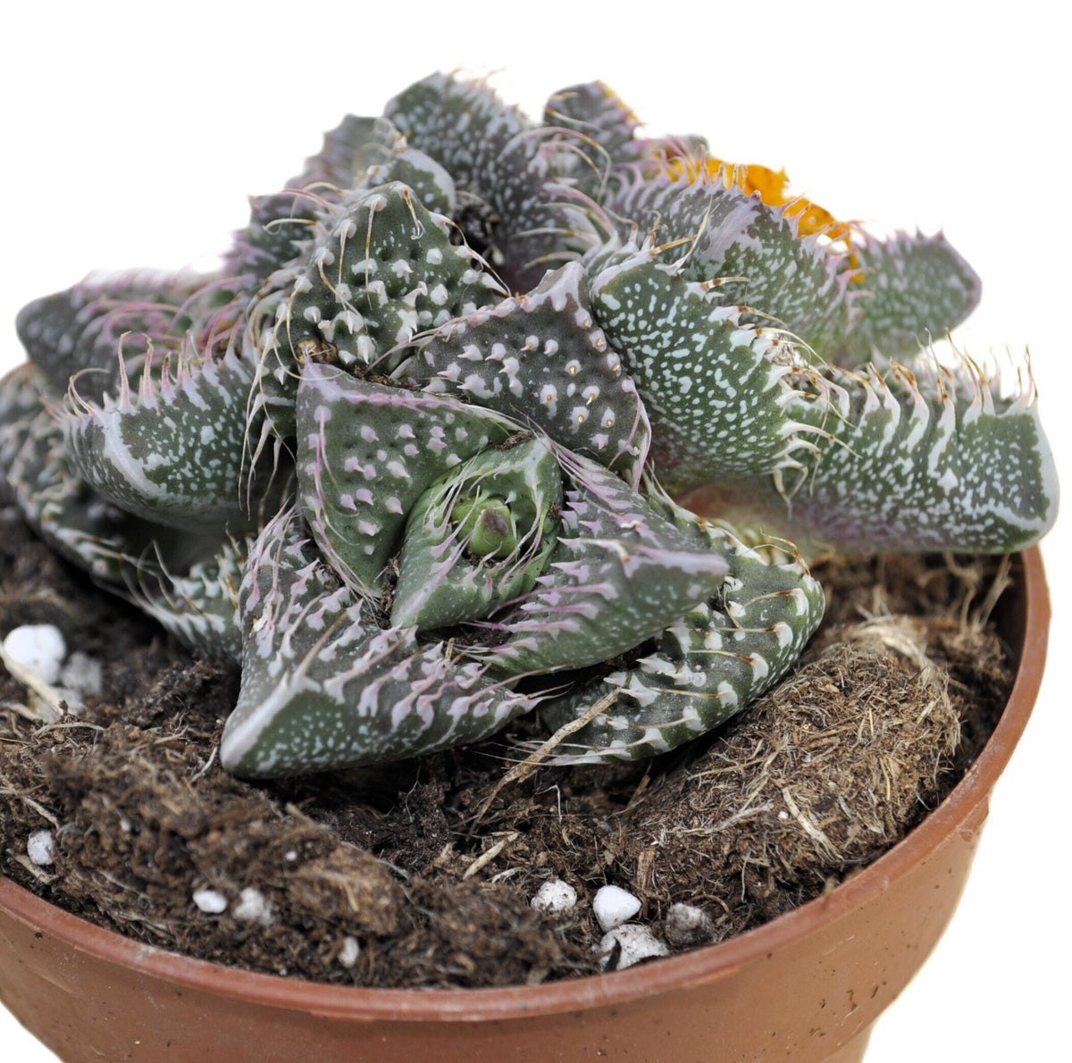 Faucaria tuberculosa 'Pink Selection' (faucaria Seleção Rosa)