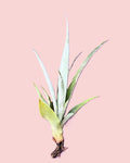 Ananas comosus [small] (piña tropical)