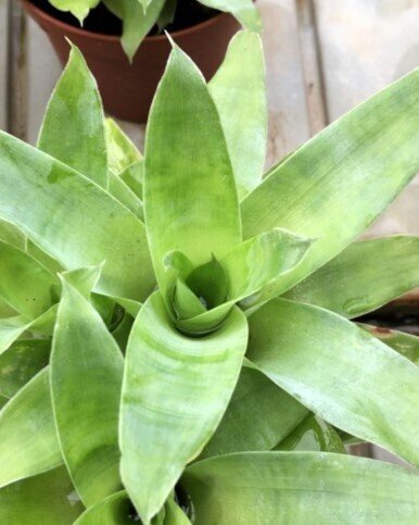 Catopsis mooreana