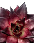 Echeveria agavoides 'Atlas'