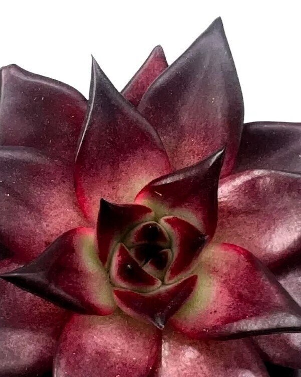 Echeveria agavoides 'Atlas'
