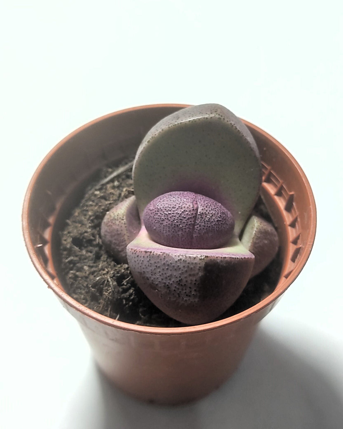 Pleiospilos nelii rubra