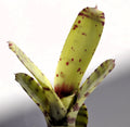 Neoregelia ampullacea tigrina