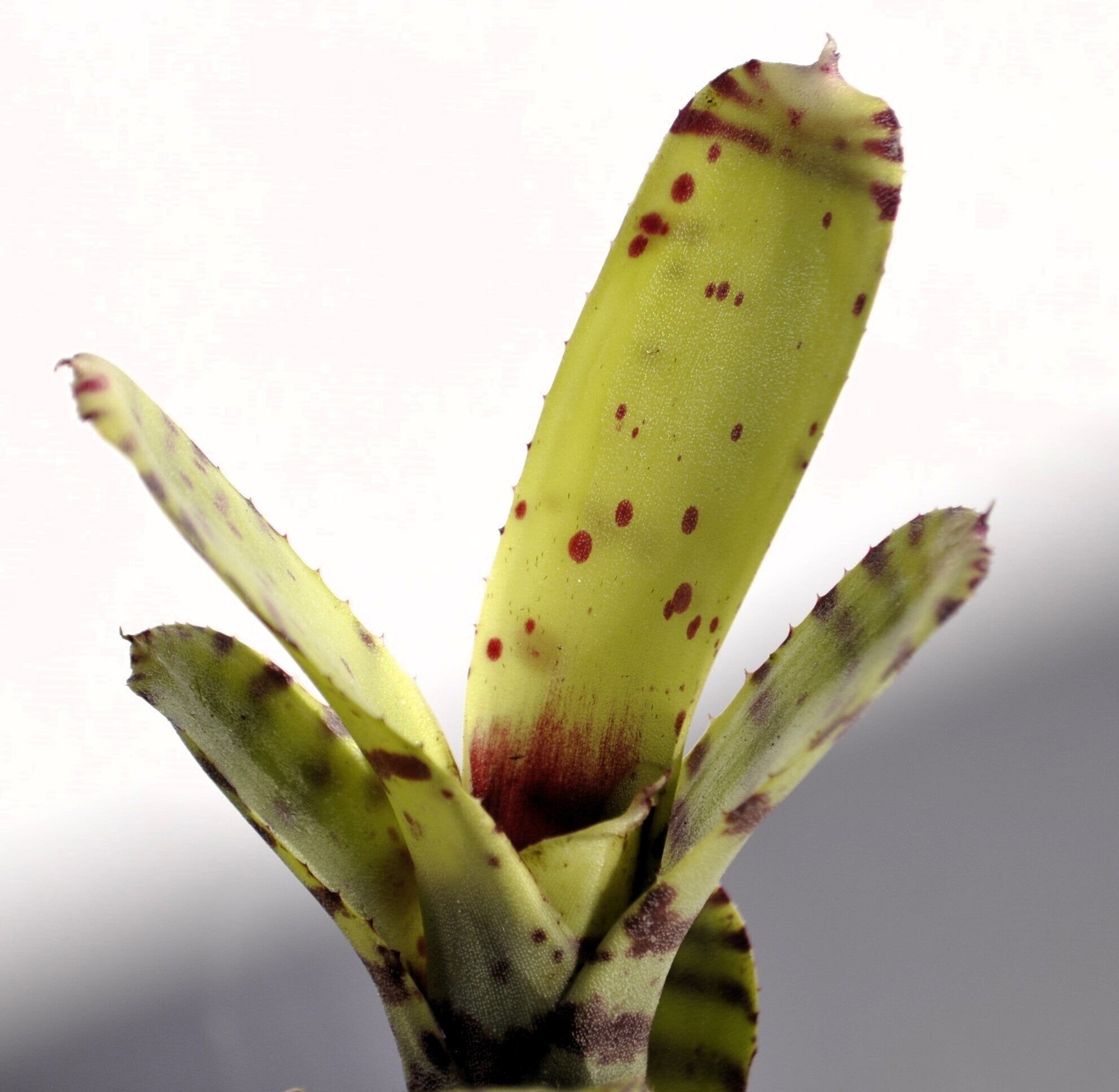 Neoregelia ampullacea tigrina