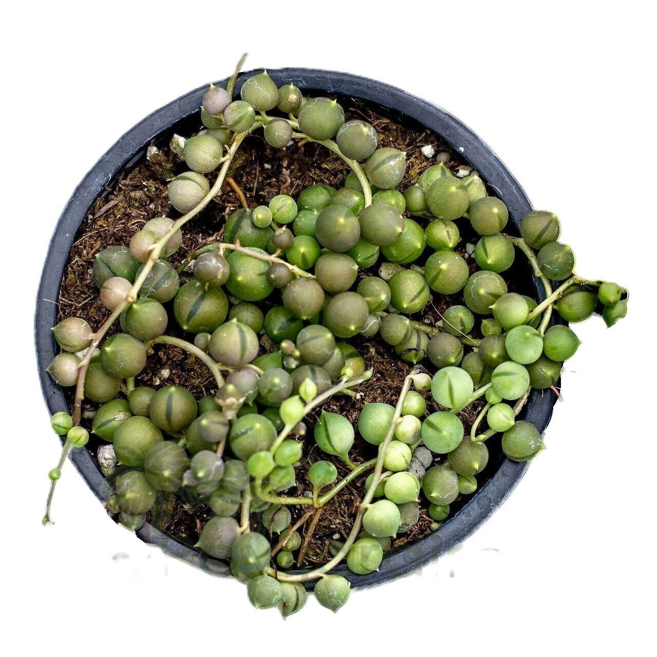 Senecio rowleyanus [M10,5] (colar de pérolas, planta rosário)