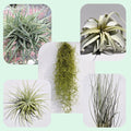 Lote Plantas del Aire "MAGNUM" - 5 tilandsias