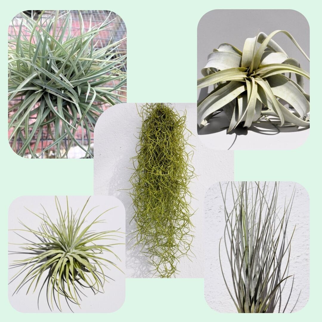 Lote Plantas del Aire "MAGNUM" - 5 tilandsias
