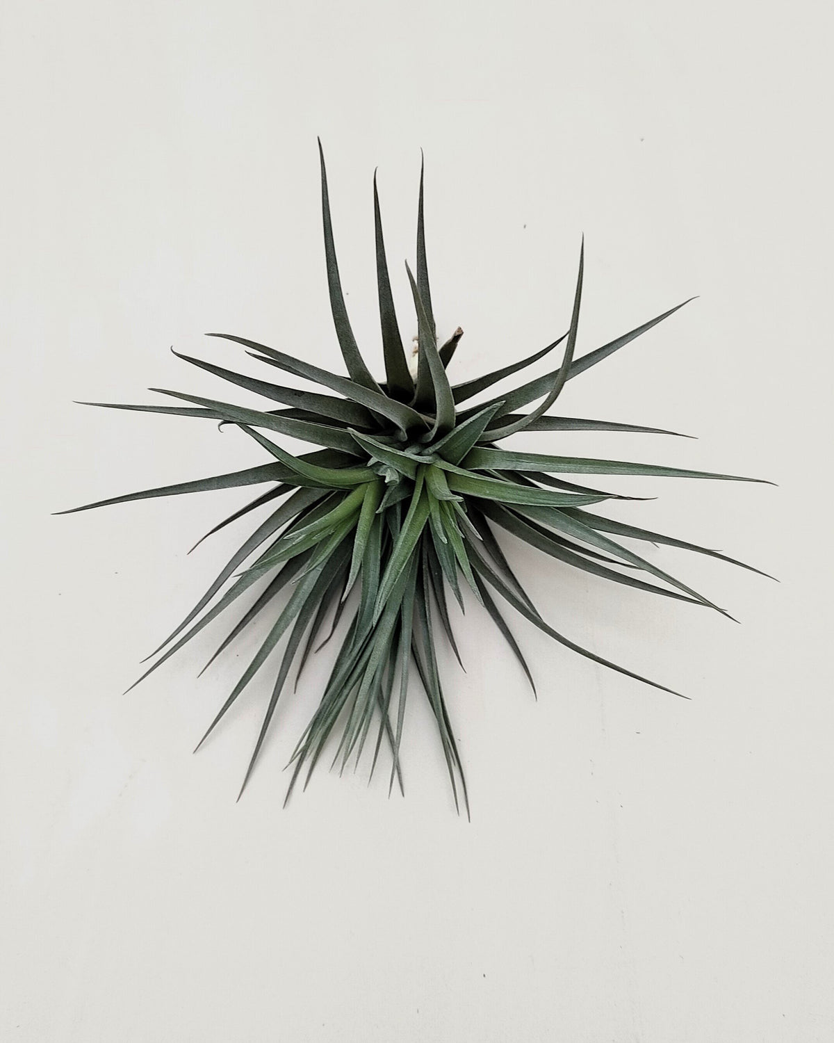 Tillandsia aeranthos 'Negra'