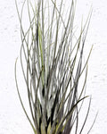 Tillandsia juncea