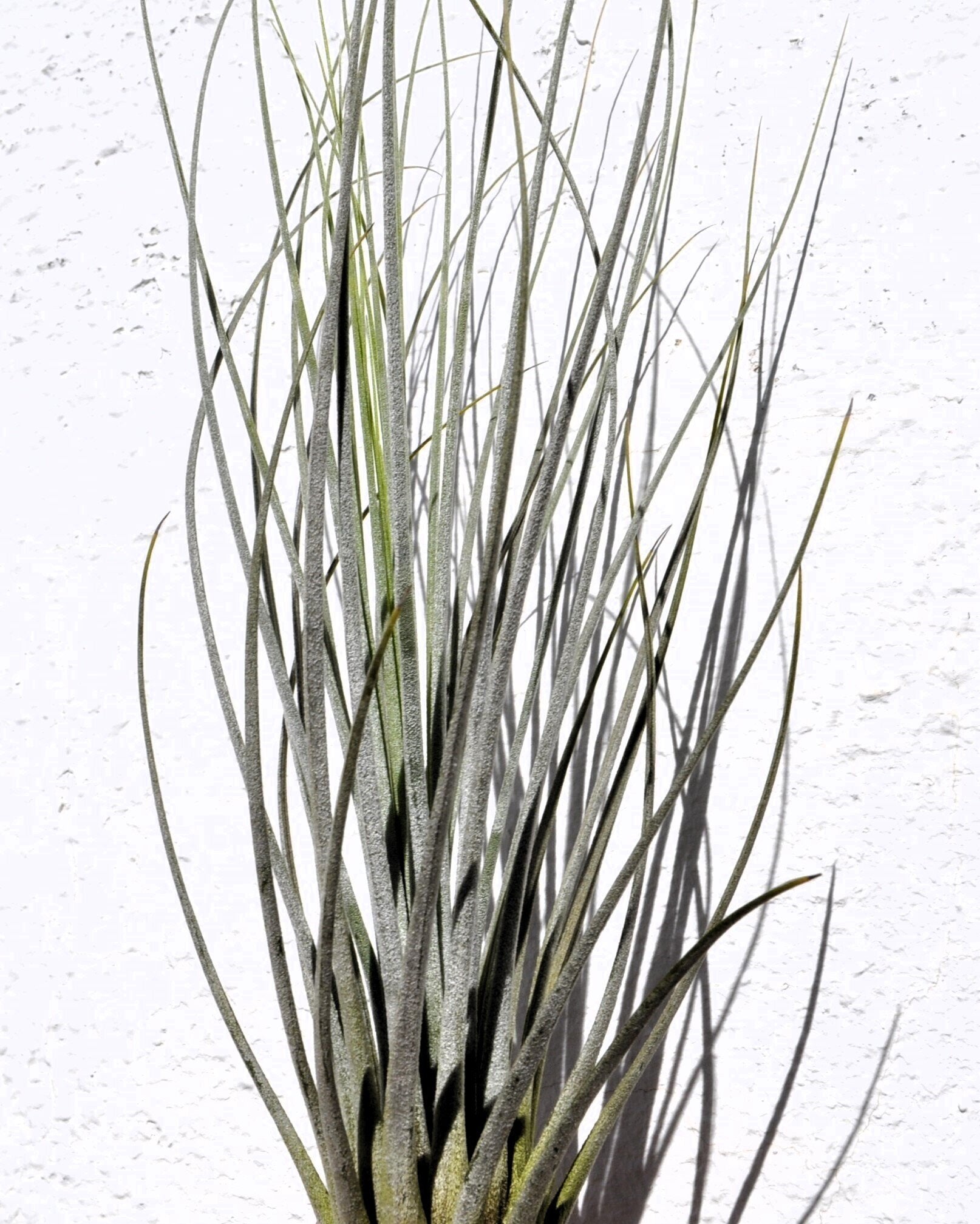 Tillandsia juncea