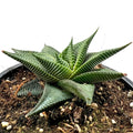 Haworthia limifolia ‘Twister’