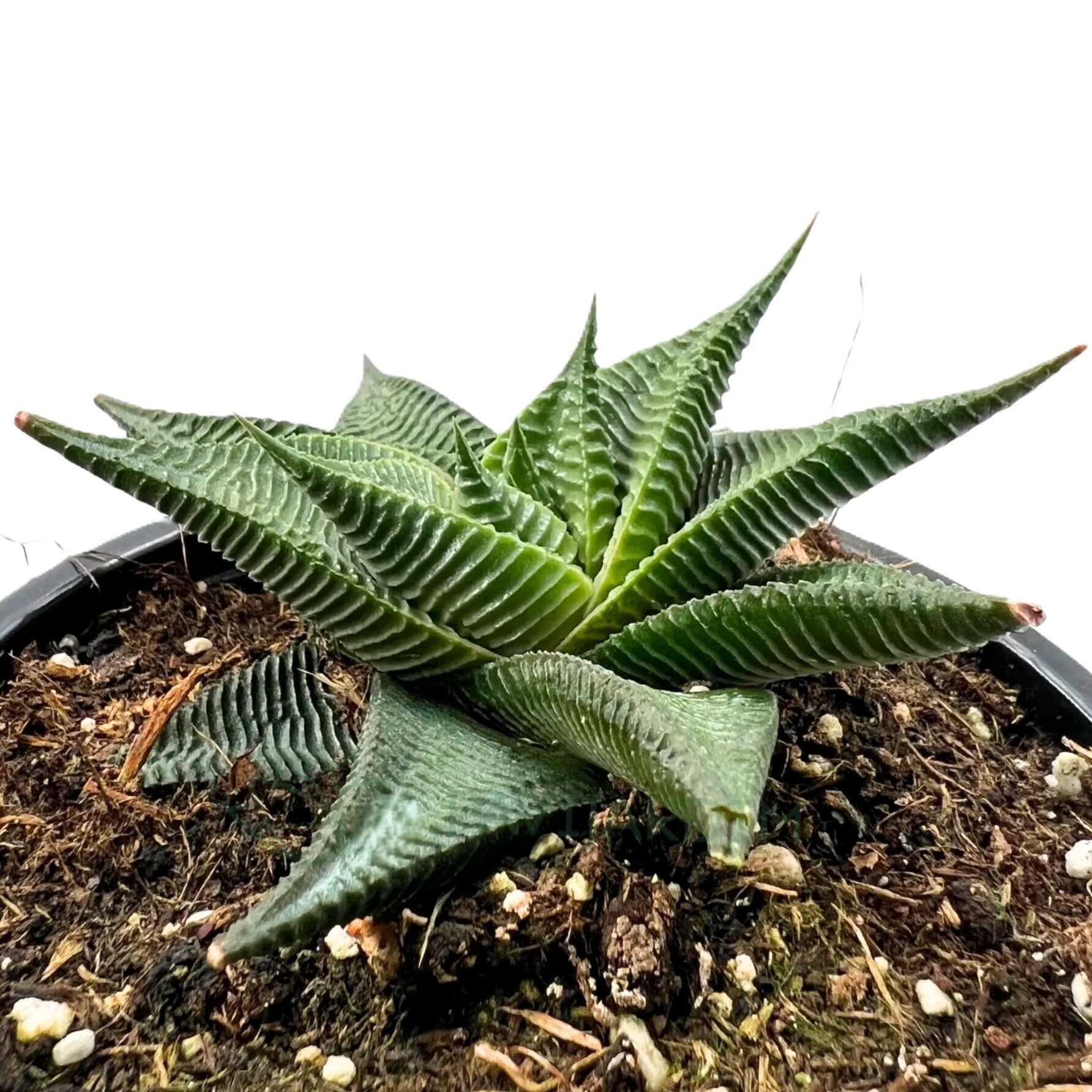 Haworthia limifolia ‘Twister’