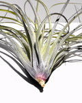 Tillandsia stricta