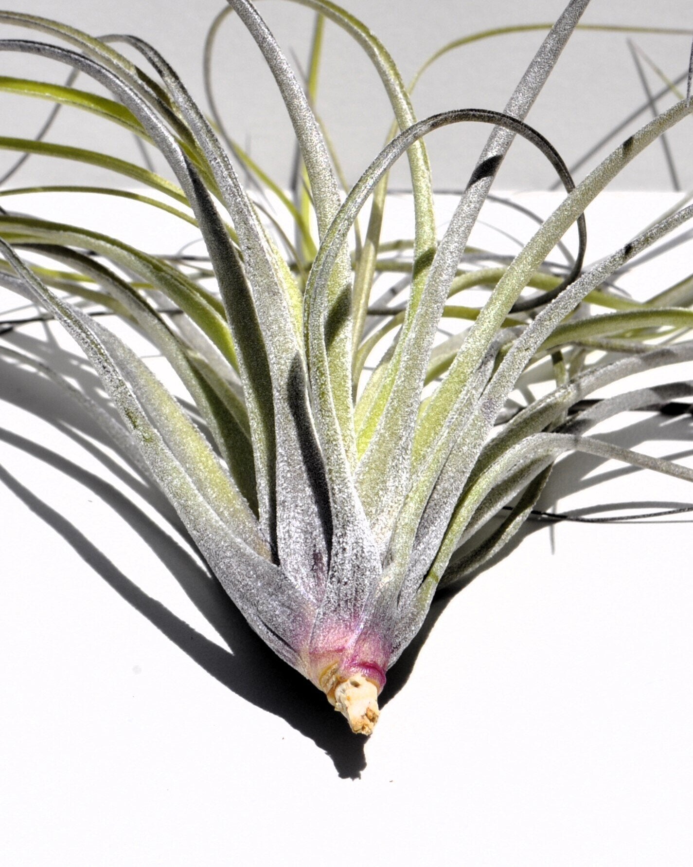 Tillandsia stricta