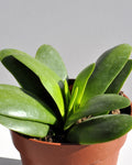 Crassula perfoliata 'Borracha'
