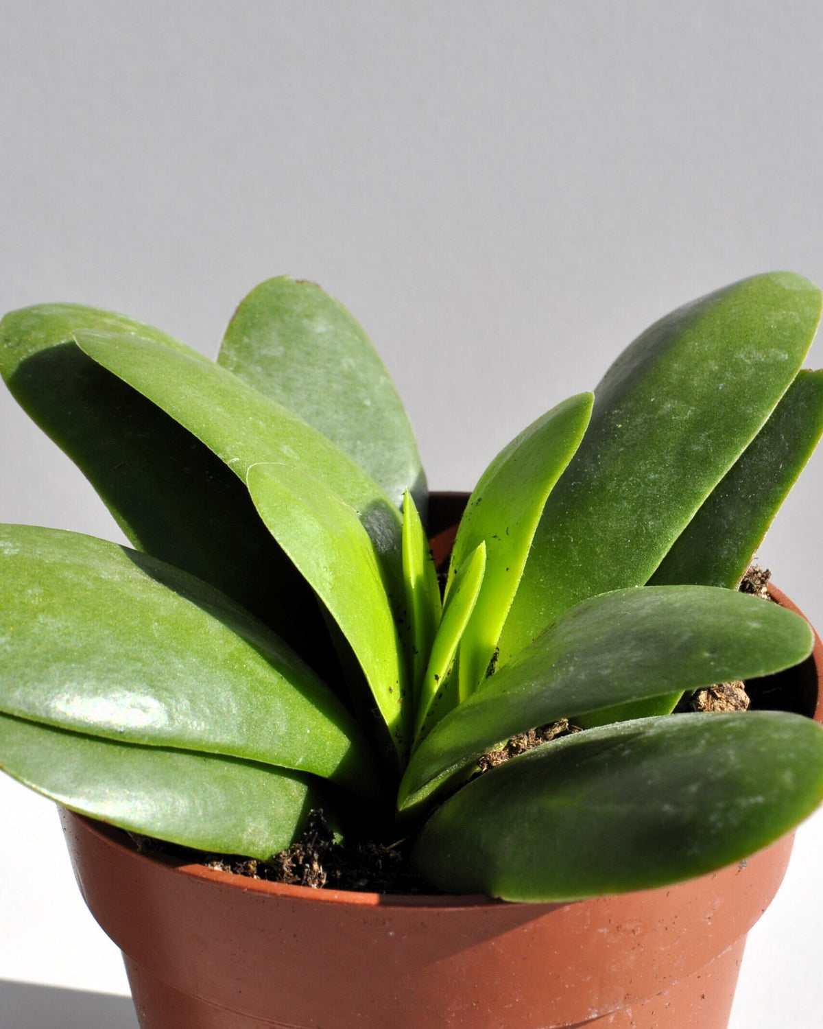 Crassula perfoliata 'Borracha'